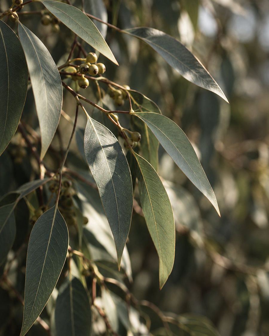 Eucalyptus leaves and gumnuts in soft afternoon light